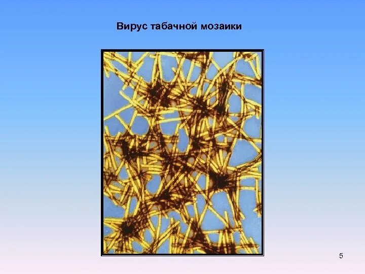 Вирус табачной мозаики строение. Вирус табачной мозаики procvetok. Табачной мозаики 5. Вирион табачной мозаики. Вирус табачной мозаики строение.