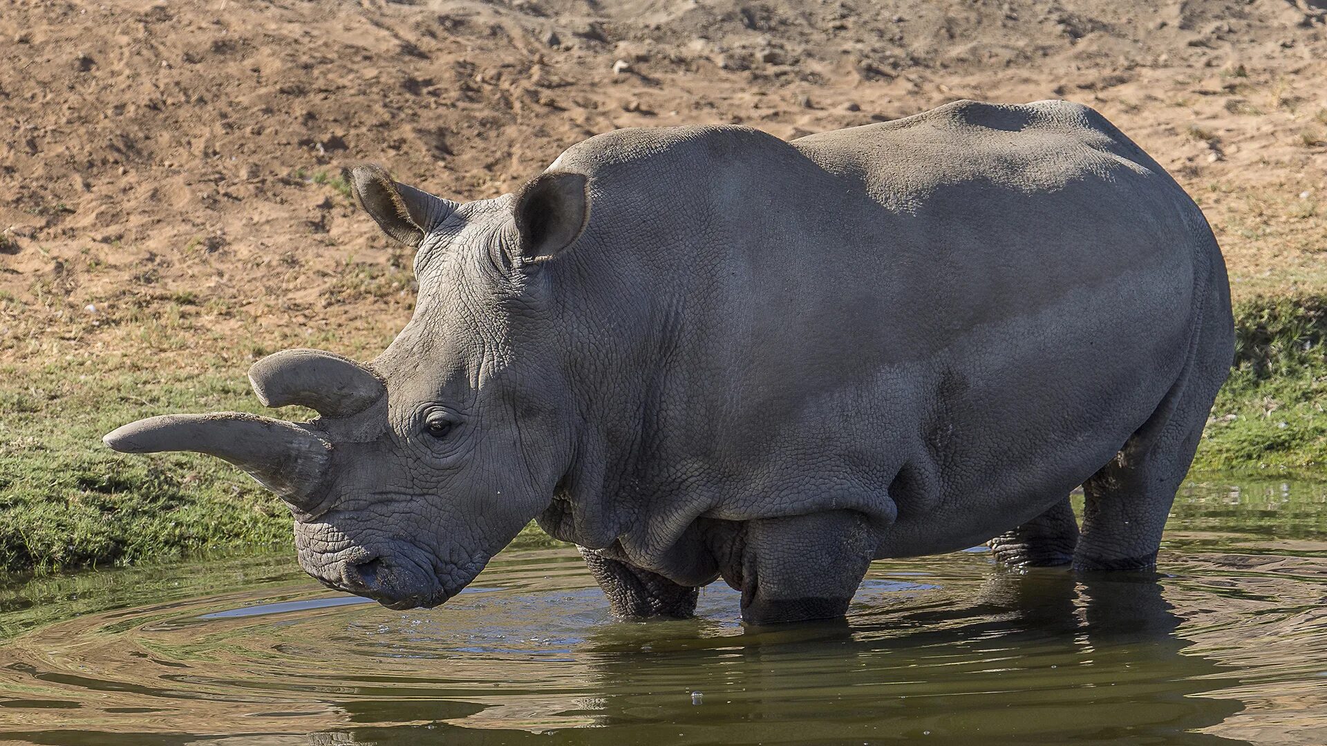Части тела носорога. Носорог схема. Стихи про носорога для детей. Стихотворение про носорога для детей. Как читается носорог.