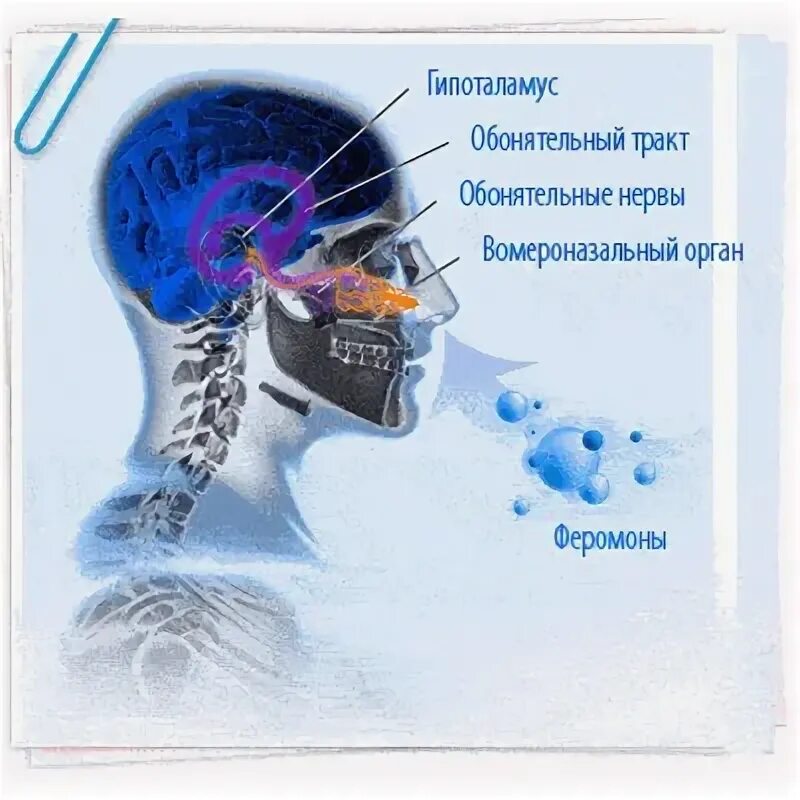 Феромоны это. Феромоны биология. Вомероназальный орган у человека. Феромоны в организме человека. Как действуют феромоны на мужчин