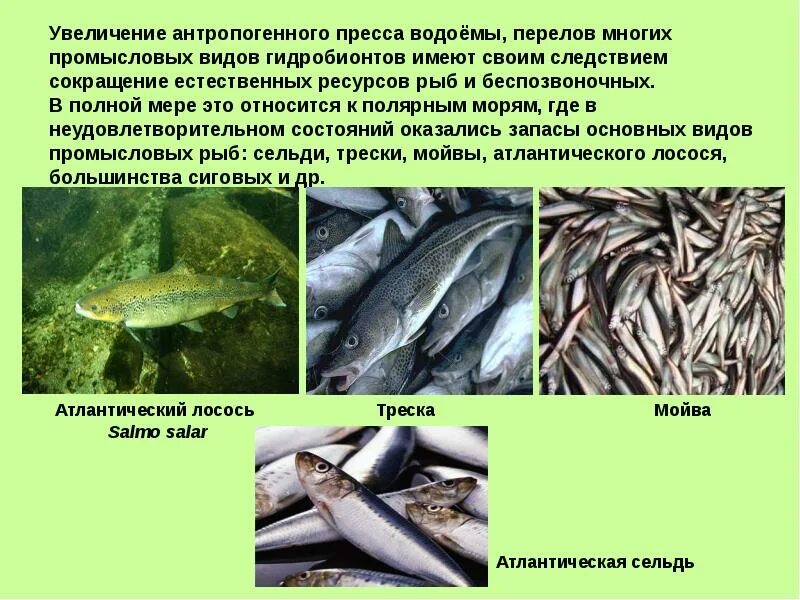 Моря имеющие промысловое значение. Моря имеющие промысловое значение