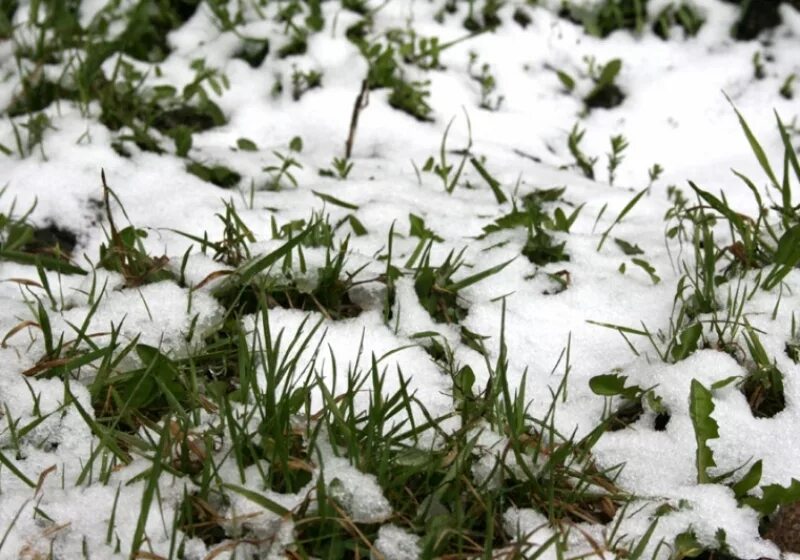 Зачем земле снег. Трава под снегом. Травинка под снегом. Растения под снегом. Зимняя трава.