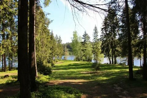 Санкт петербург какие леса