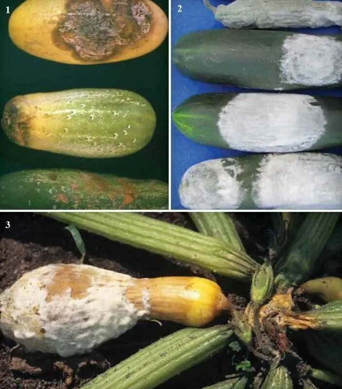 Почему гниют делать. Белая гниль (склеротиниоз) огурцов. Sclerotinia sclerotiorum на огурце. Склероциальная гниль тюльпанов. Белая гниль тыквенных.