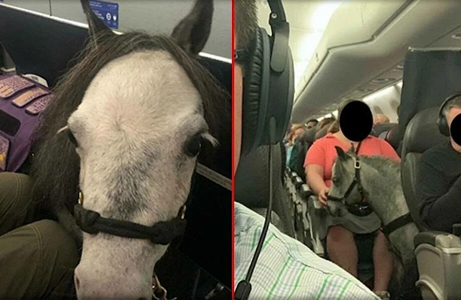 Перевозка лошадей в самолете. Конь в самолете. Лошадка на самолете. Собака в самолете.
