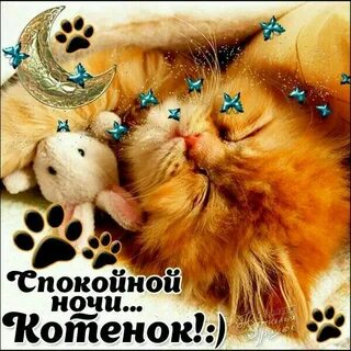Картинки спокойной ночи с котиками для девушки