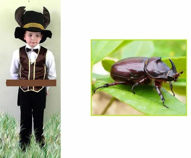 Костюм жука для мальчика своими руками. Костюм колорадского жука. Костюм жука для мальчика. Костюмы насекомых для детей. Костюм майского жука.