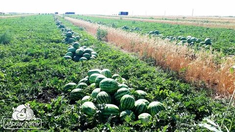 Поле где выращивают арбузы