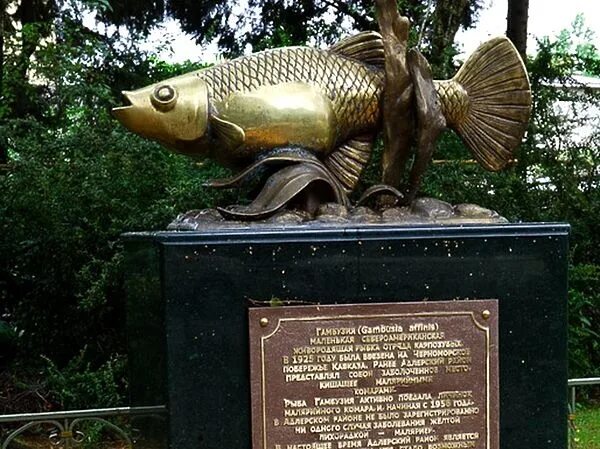 Гамбузия рыбка. Памятник рыбке гамбузии в Сочи. Рыбка гамбузия в Сочи. Памятники Сочи рыба гамбузия. Памятник гамбузии в Адлере.