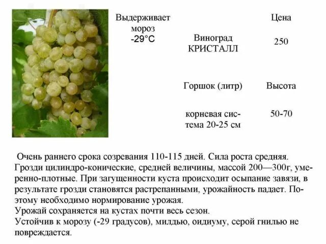 Виноград заморозки. Виноградники в белоруссии. Зимостойкий виноград. Виноград просыпается. Виноград краса никополя описание сорта фото.