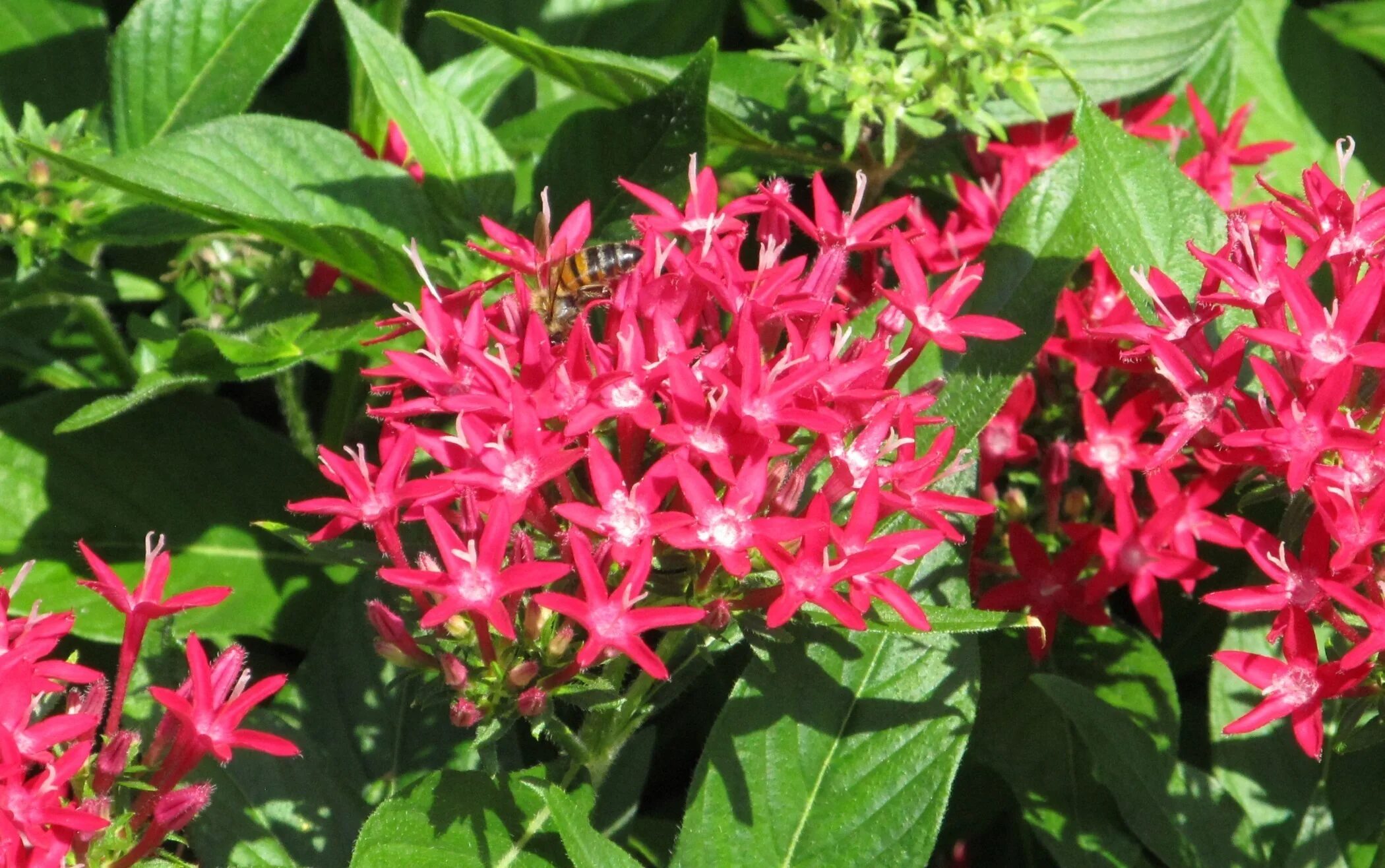 Butterfly Deep Pink - Pentas lanceolata Proven Winners