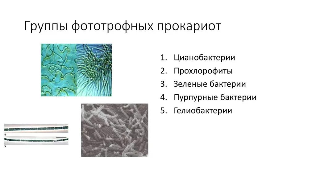 Прокариоты представители. Строение гетеротрофной бактерии. Гетеротрофные бактерии цианобактерии. Прокариоты бактерии и цианобактерии. Фототрофные прокариоты.