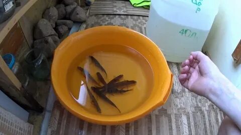 Как сохранить живца для зимней рыбалки