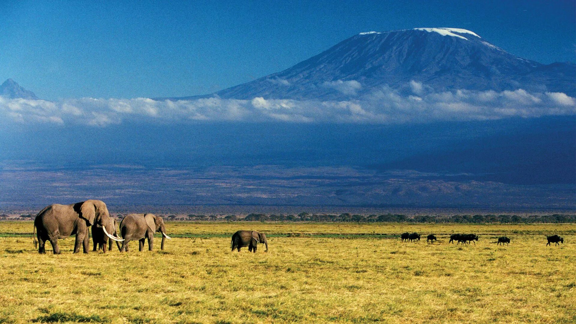 Килиманджаро хемингуэя. Танзания Килиманджаро. Танзания гора Килиманджаро. Гора Килиманджаро в Танзании, Африка. Саванна Килиманджаро.