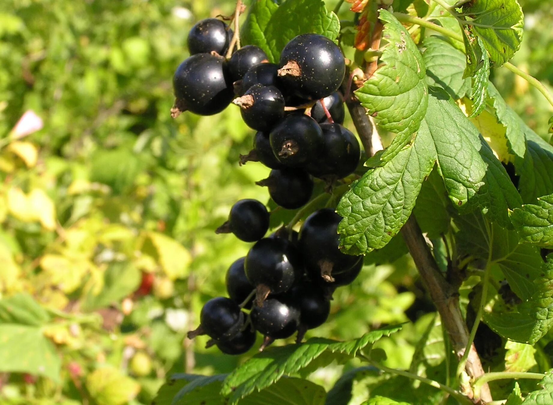 Смородина черная (ribes nigrum). Смородина черная - ribes nigrum l.. Смородина чёрная Изюмная.