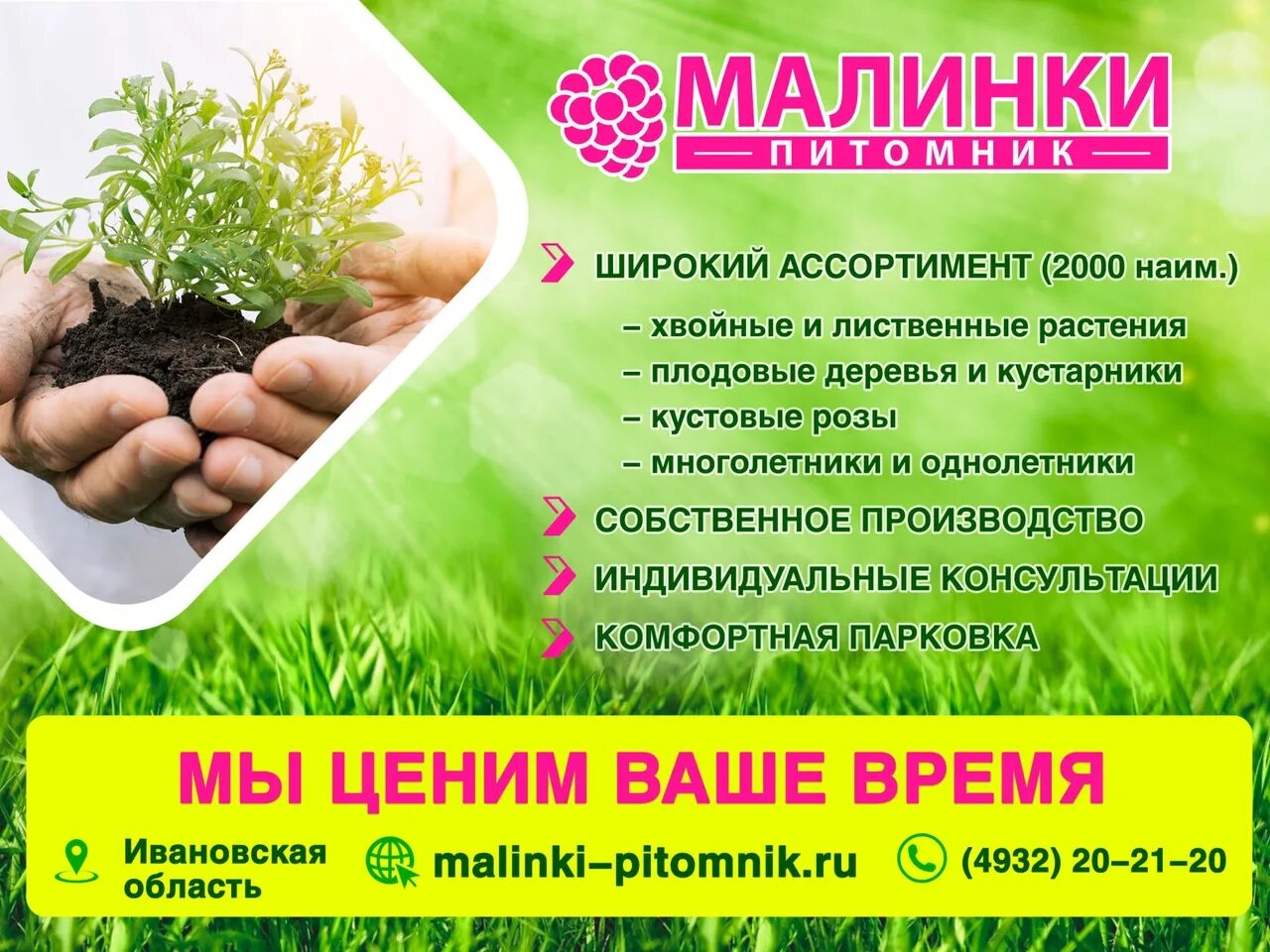 Питомник малинки иваново