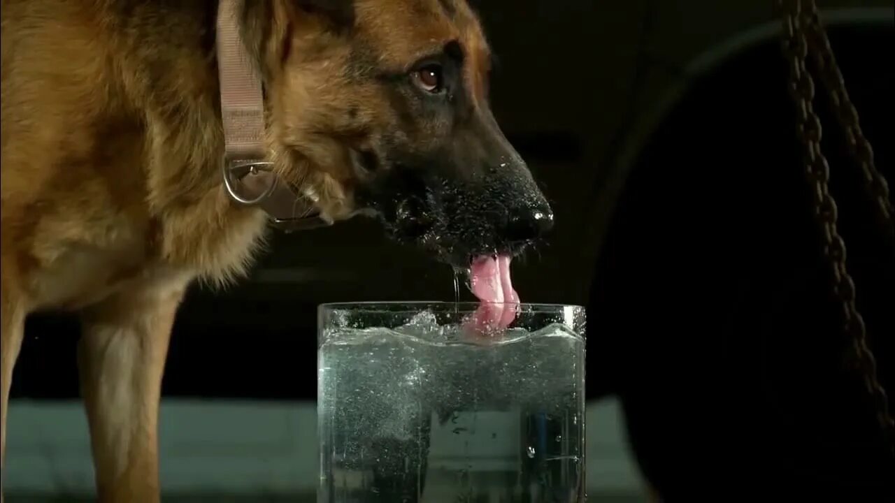 Собака отказывается пить воду. Собака пьет. Собака пьет воду. Собака лакает. Собаки в замедленной съемке.