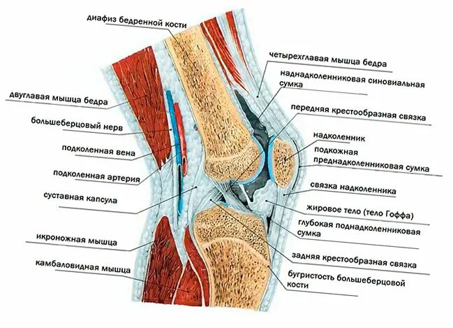 Отек гоффа коленного сустава. Что такое жировая клетчатка Гоффа коленного сустава. Жировое тело Гоффа коленный сустав анатомия. Жировая клетчатка коленного сустава анатомия. Супрапателлярная синовиальная сумка.