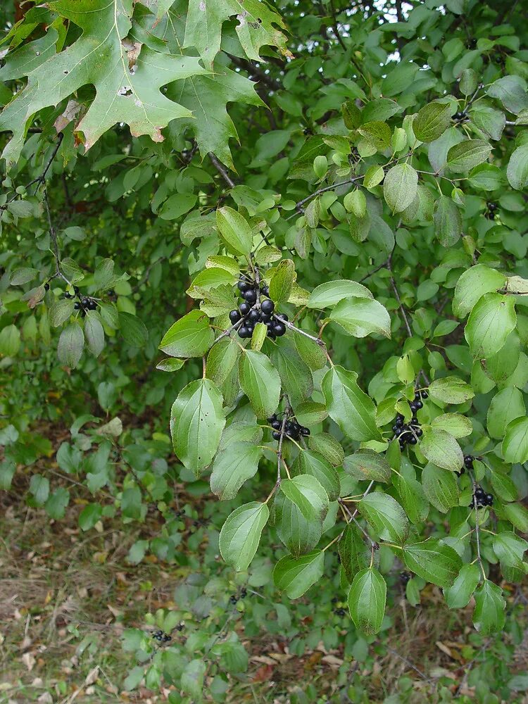 Крушина дерева и листьев. Rhamnus cathartica. крушина слабительная. крушина дерево. крушина даурская.
