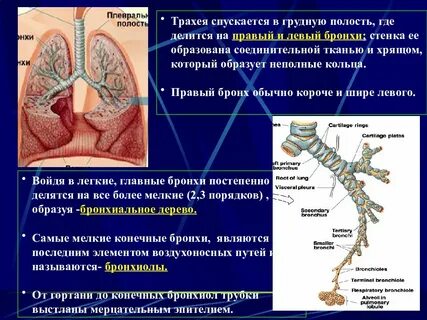 Трахея орган какой системы