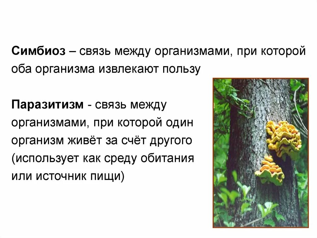 Паразитизм. Паразитизм это в биологии. Пример паразитизм симбиоз. Паразитизм примеры. Пример паразитизм симбиоз.