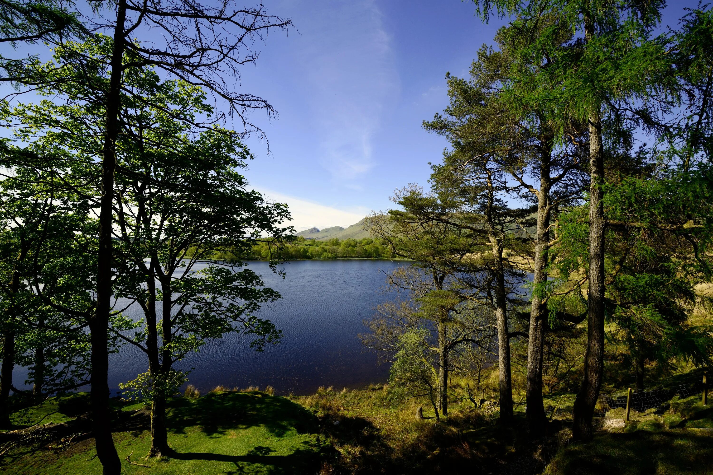Шотландия природа озера. Берег реки Шотландии. Сосновый лес река. Река сосна.