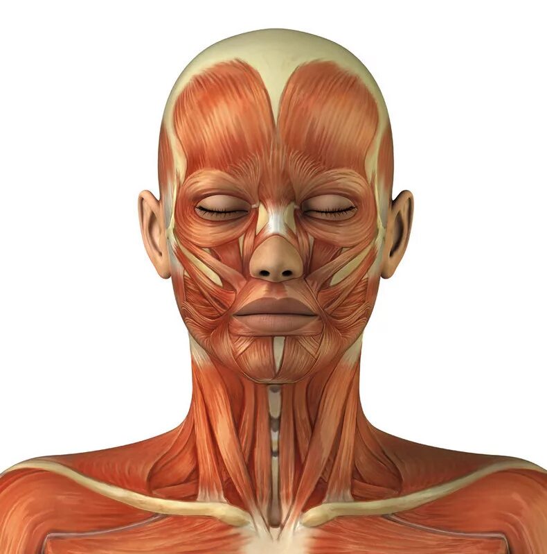 Head c