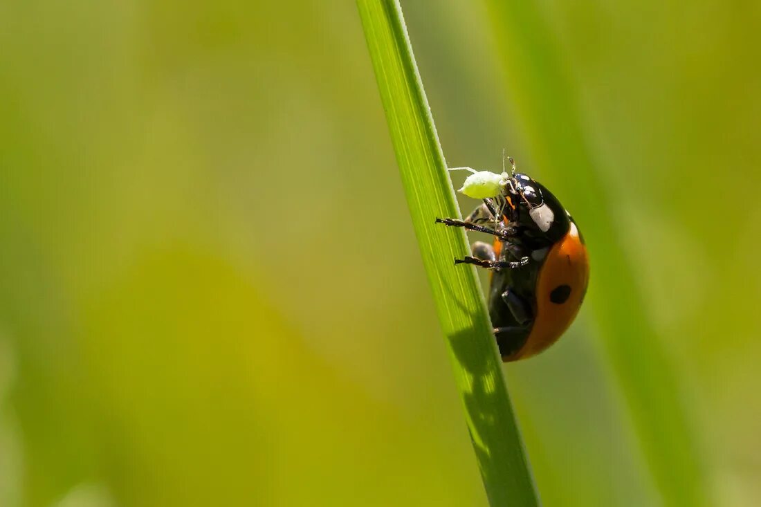 тля божья коровка тлей. семиточечная божья коровка личинка. божья коровка питается тлей. божья коровка питается тлей. семиточечная божья коровка.