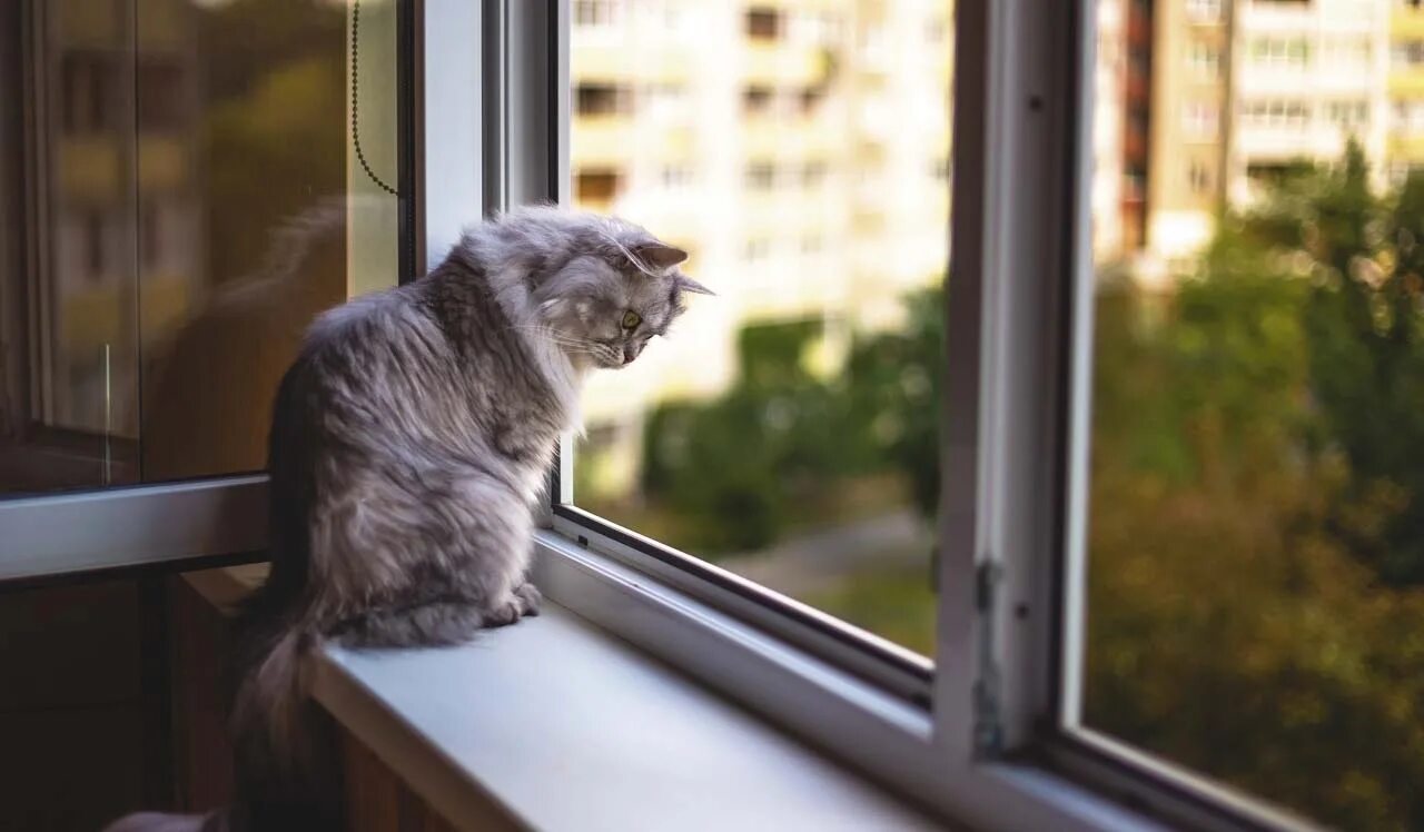 Кот открывает окно. Котик на подоконнике. Кошки на окошке. Кошка на подоконнике. Кот на окне.