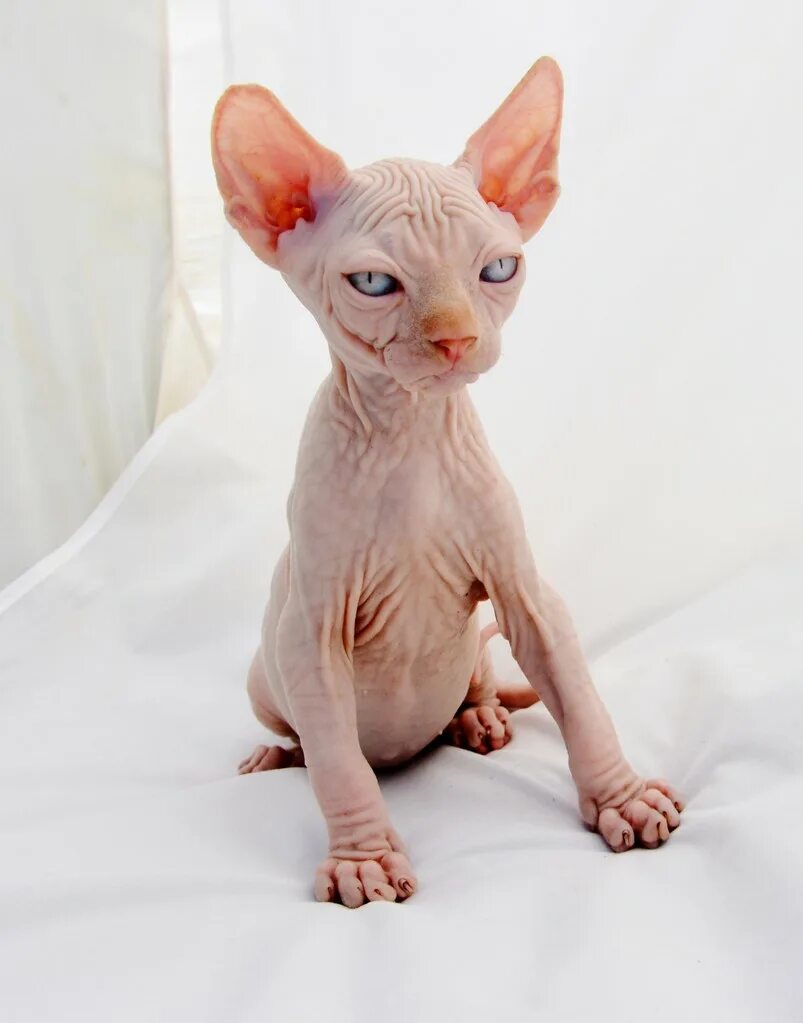 донской сфинкс котята. кошка девон рекс и сфинкс. порода канадский сфинкс. корниш девон. лысый канадский сфинкс.