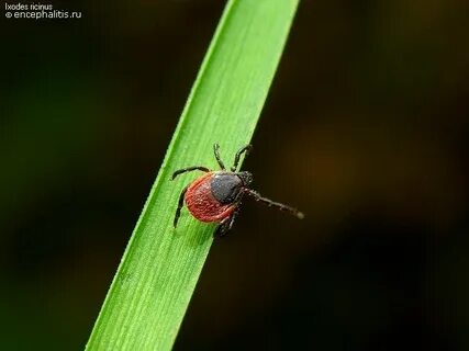 Клещи в дождливую погоду