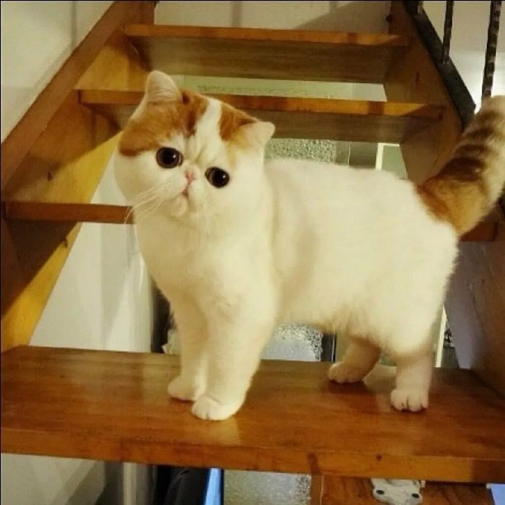 Котята породы рэгдолл. Экзот снупи. Мягкие породы кошек. Красивые плюшевые кошки. Мягкие породы кошек.
