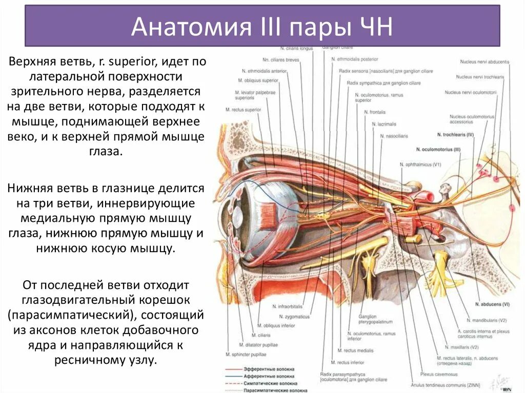 3 4 6 черепные нервы. 3 Пара черепно мозговых нервов анатомия. 3 Пара черепных нервов схема. 4 Пара черепных нервов схема. Глазодвигательный нерв анатомия.