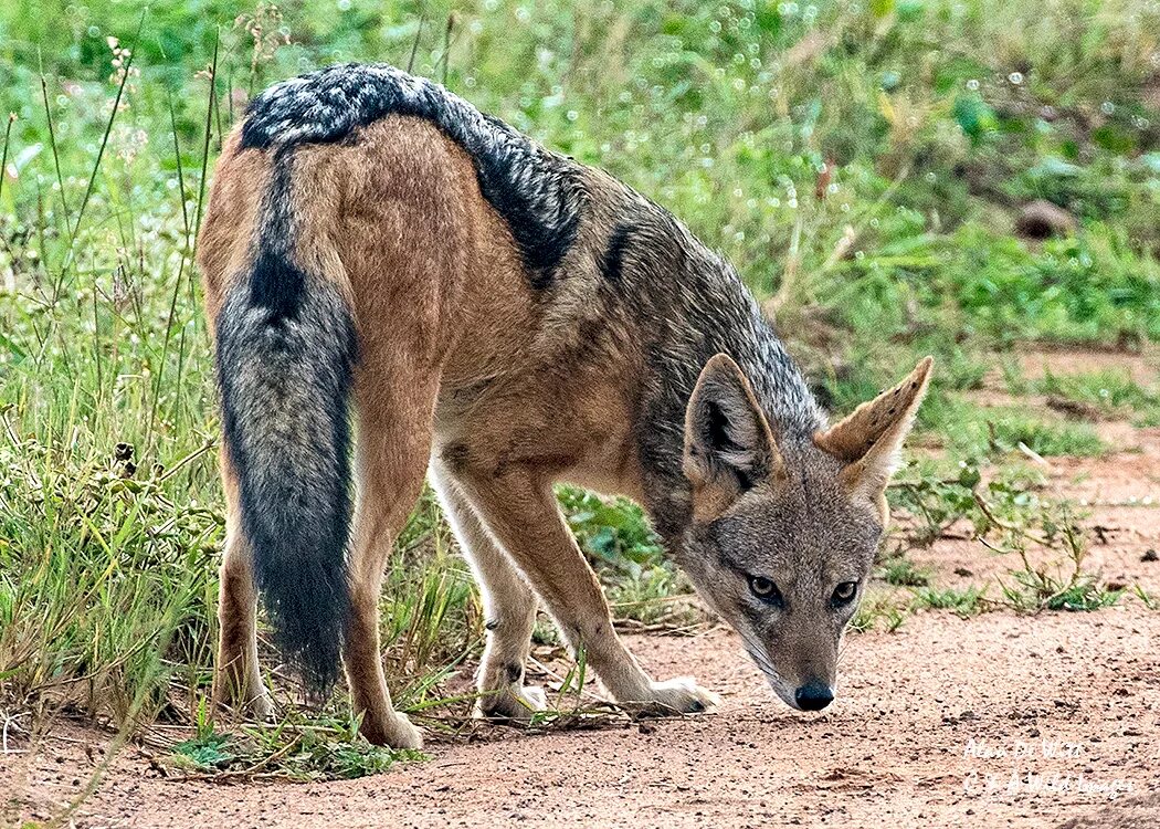 Как выглядят шакалы фото. Чепрачный Шакал. Шакал чепрачный (canis mesomelas). Шакал Саванна. Балканский Шакал.