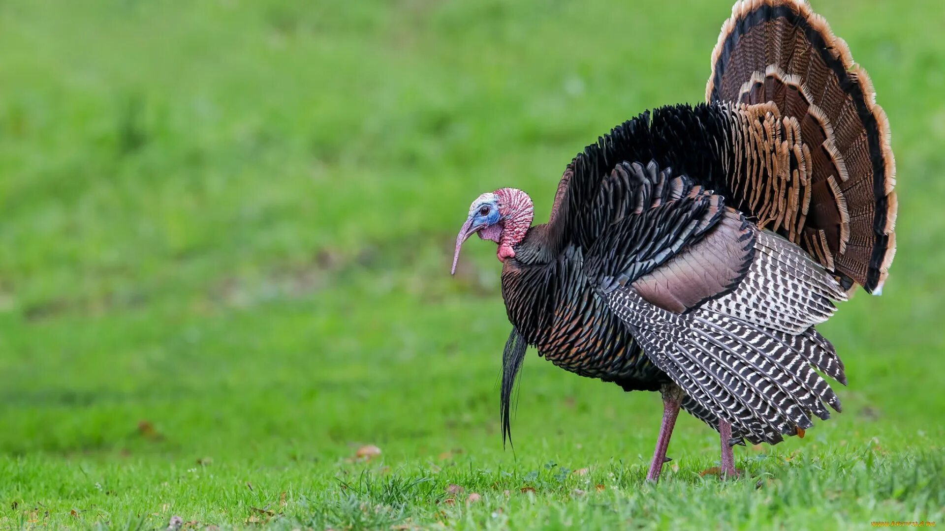 Домашняя птица индейка. Индейка обыкновенная meleagris gallopavo. Индюк индюшка индюшонок домашние птицы. Курообразные индюк. Индюк сбоку.