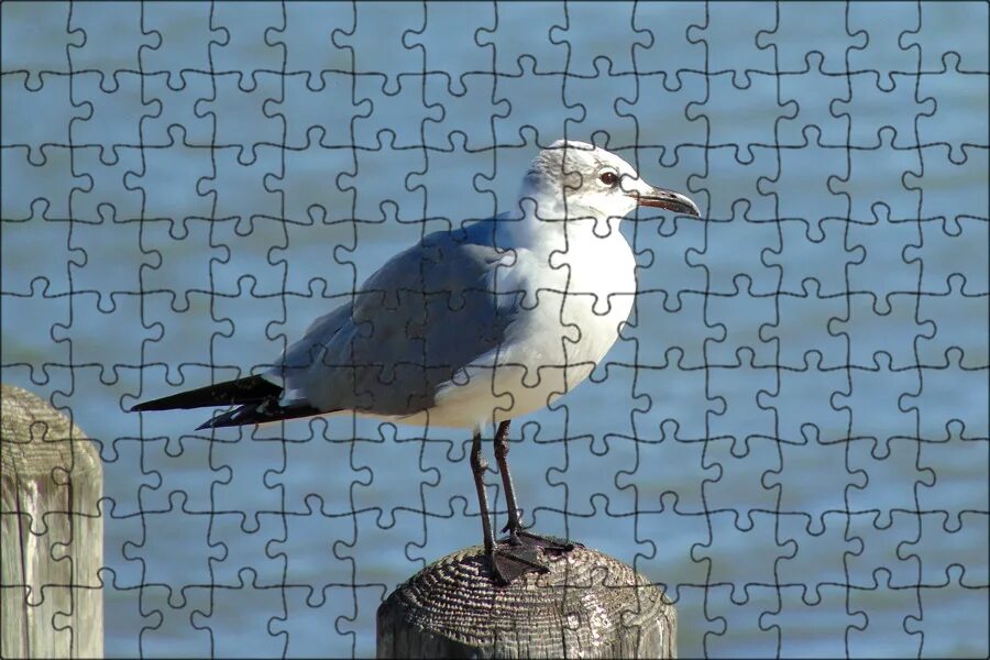 Продолжительность жизни чайки. Как живут чайки. Как живут чайки. Как живут чайки. Чайка баклан птенец.