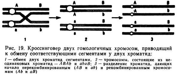 Задача без кроссинговера. Схема кроссинговера. механизм кроссинговера. методы изучения кроссинговера. одноточечный кроссинговер.