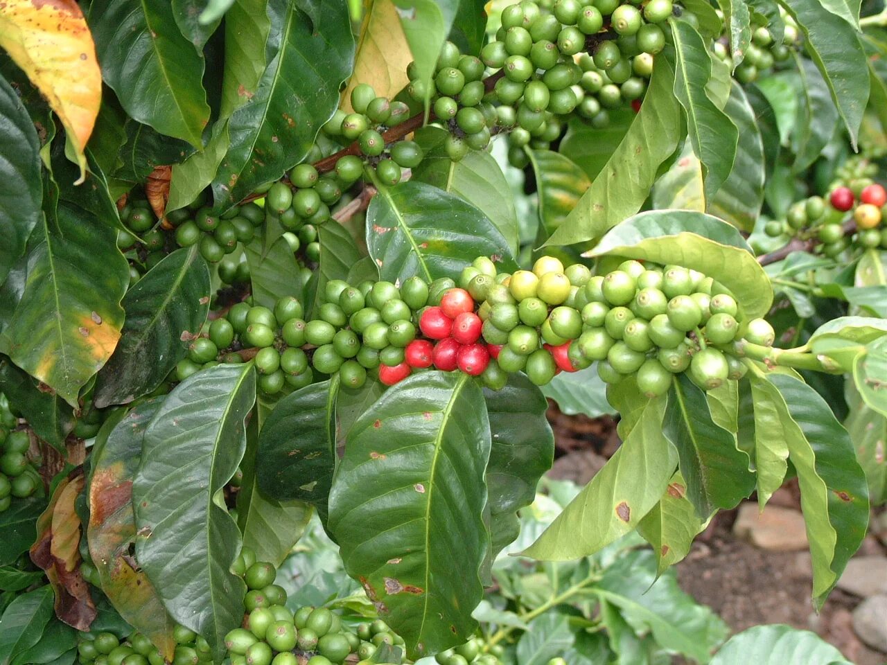 Сосед кофейного дерева. Кофейное дерево Робуста. Кофе Конголезский Робуста. Robusta кофейное дерево. Кофе Арабика растение.
