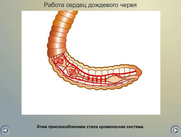 Кольцевые сосуды дождевого червя. 5 Сердец у дождевого червя. Строение кровеносной системы дождевого червя. Сердце дождевых червей.