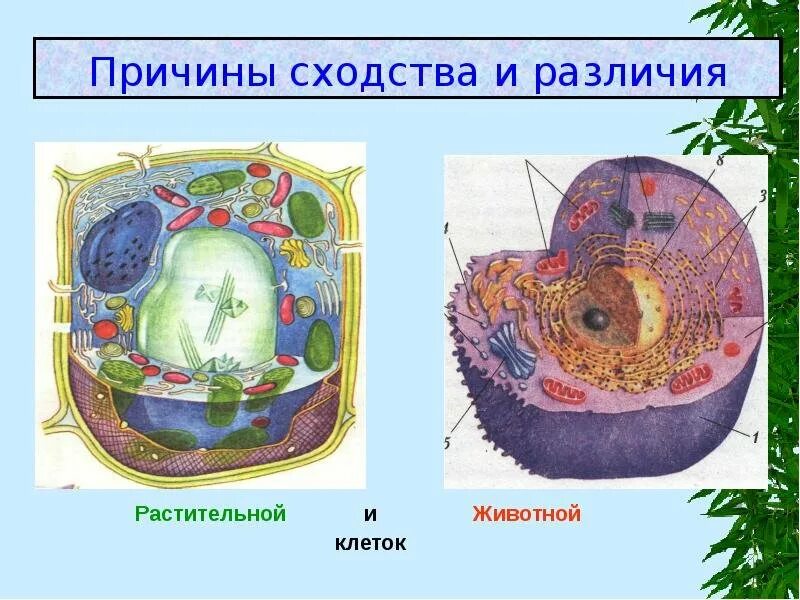 Что отличает строение