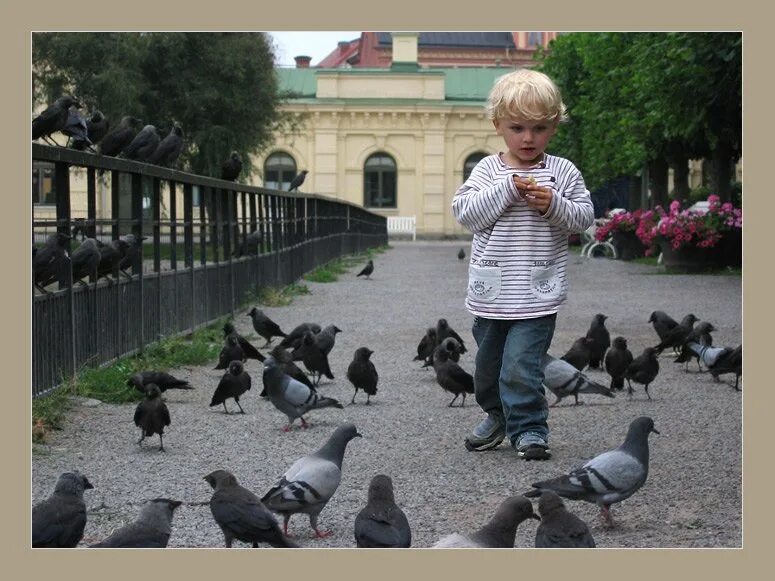 Мальчик гоняет. Дети голубей. Мальчик с голубем. Дети кормят голубей. Дети гоняют голубей.