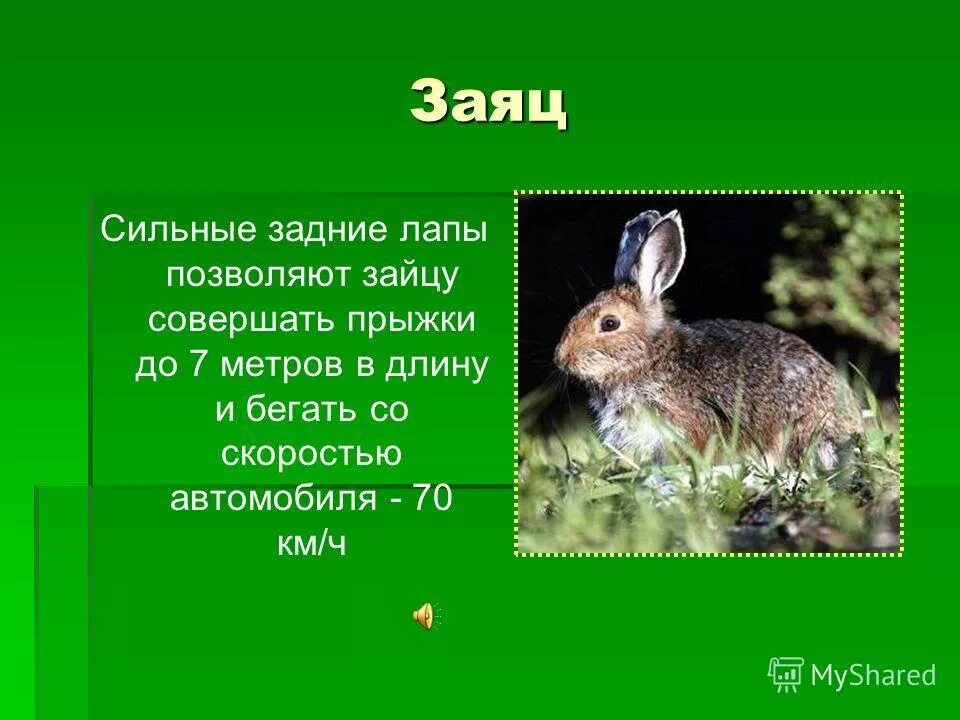 Заяц 3 класс русский язык. Интересные факты о зайцах. Сообщение о зайце. Интересные факты о зайцах для детей. Доклад про зайца.
