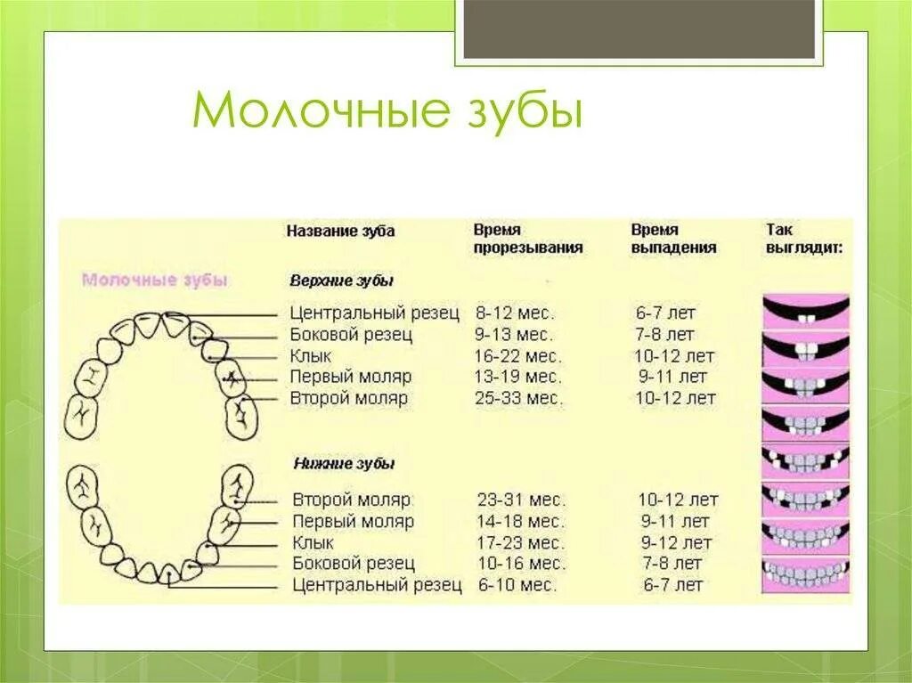 Через сколько выпадают зубы. Схема выпадения молочных зубов у котов. молочные зубы схема прорезывания и выпадения. смена молочных зубов. схема смены молочных зубов.