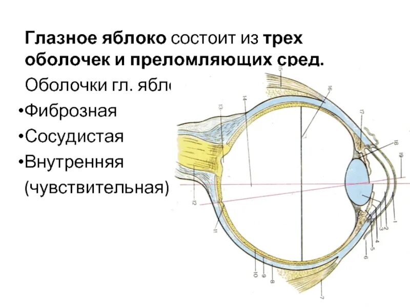 Строение фиброзной оболочки. Наружная фиброзная оболочка глаза. фиброзная оболочка глазного яблока. отделы фиброзной оболочки глазного яблока. глазное яблоко: оболочки преломляющие среды.