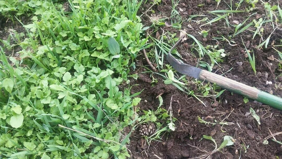 Известкование почвы. Ганичкина раскисление почв. Раскисление почвы. Кислотная почва. Раскислитель почвы.