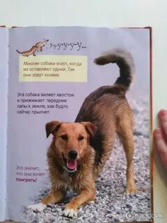 Книга купите собаку