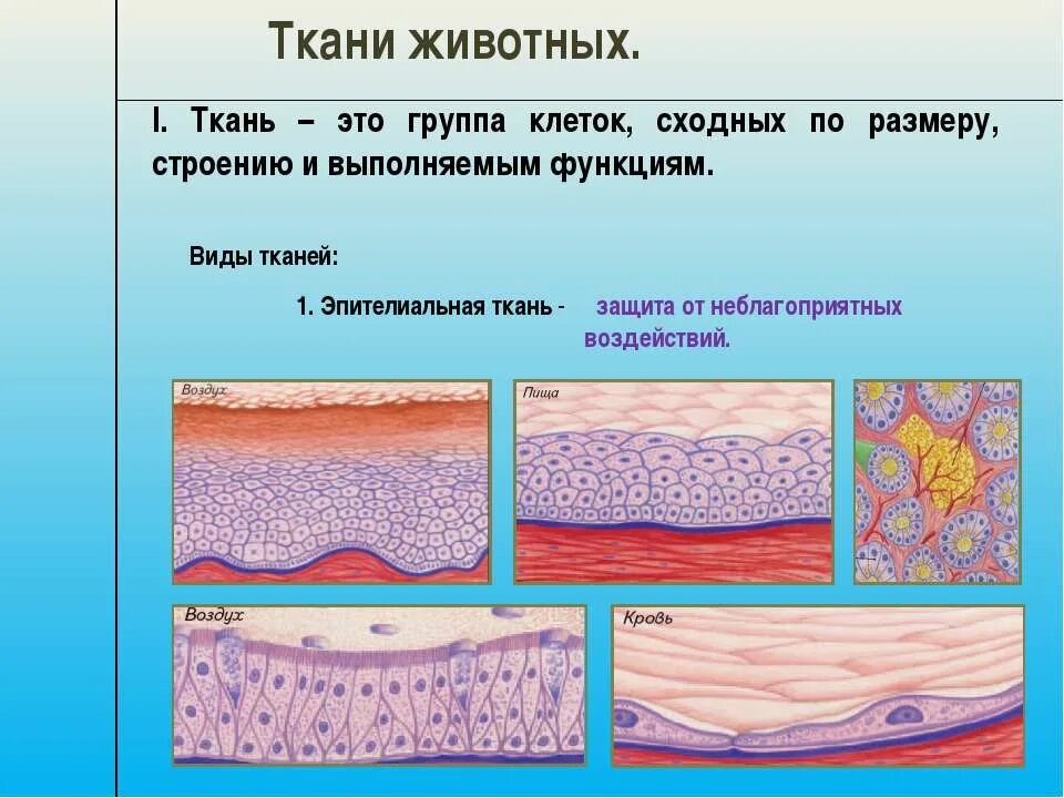 Ткани животных. Клетки и ткани животных. Строение тканей животных. Ткани животной клетки. Укажите ткань животного