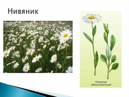 Ромашка окружающий мир 1 класс