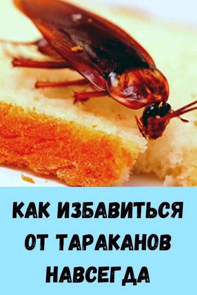 Избавиться от тараканов в квартире навсегда. Как избавиться от тараканчиков. как избавиться от тараканов. как избавиться от тараканов в квартире. и̥ͦз̥ͦб̥ͦа̥ͦв̥ͦи̥ͦт̥ͦс̥ͦя̥ͦ о̥ͦт̥ͦ т̥ͦа̥ͦр̥ͦа̥ͦк̥ͦа̥ͦн̥ͦо̥ͦв̥ͦ.