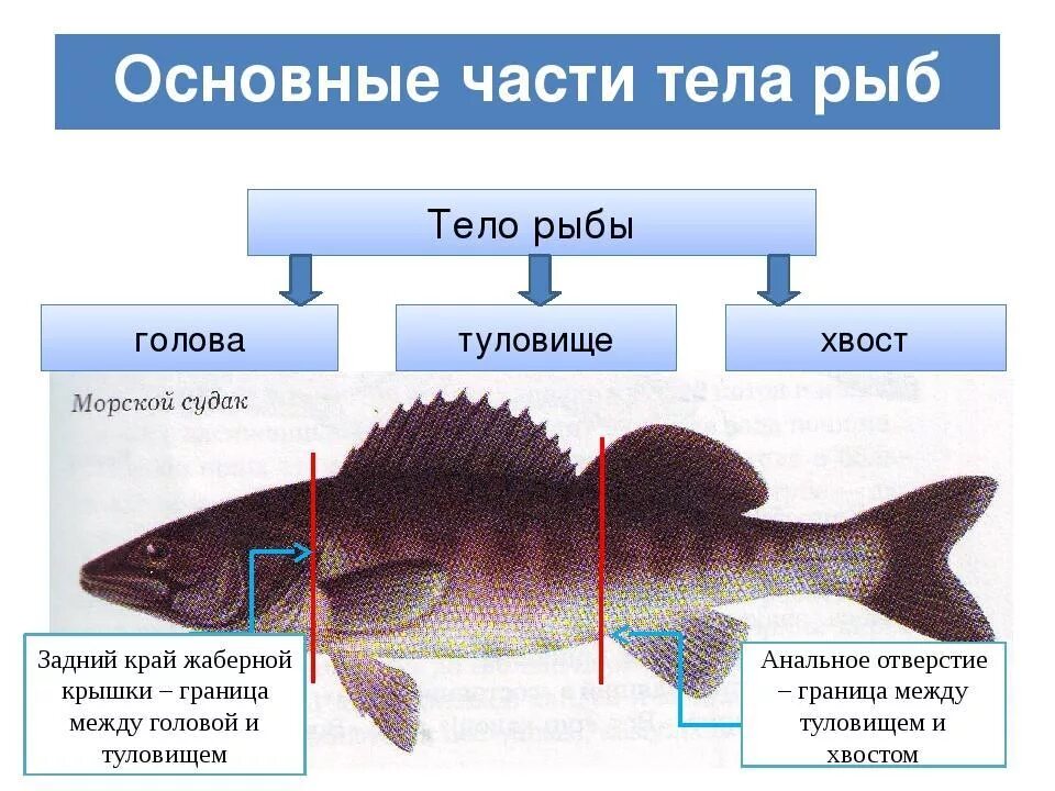 Сколько отделов имеет. Границы головы туловища и хвоста у рыбы. Отделы тела рыбы. Внешнее строение рыбы. Строение рыбы отделы.