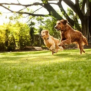 The dog likes the park
